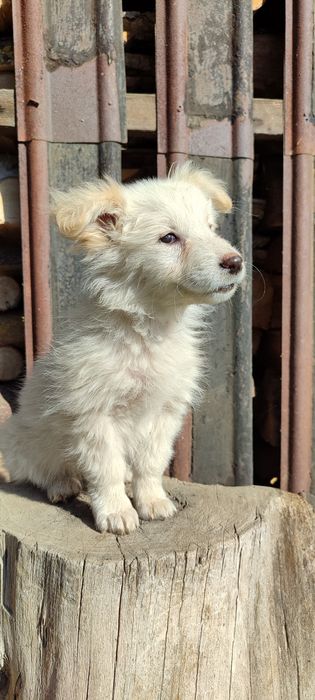 Цуценя дівчинка в добрі руки