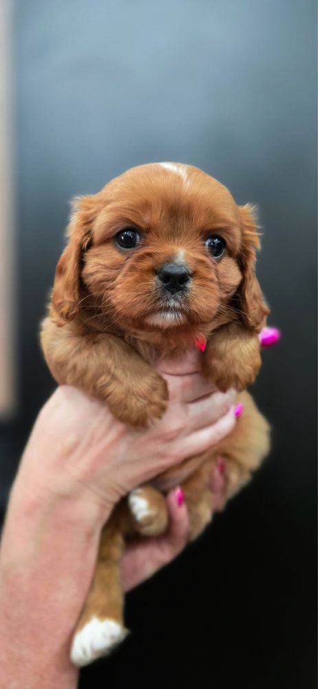 Piesek cavalier King charles piękny szkolenie Biosensor