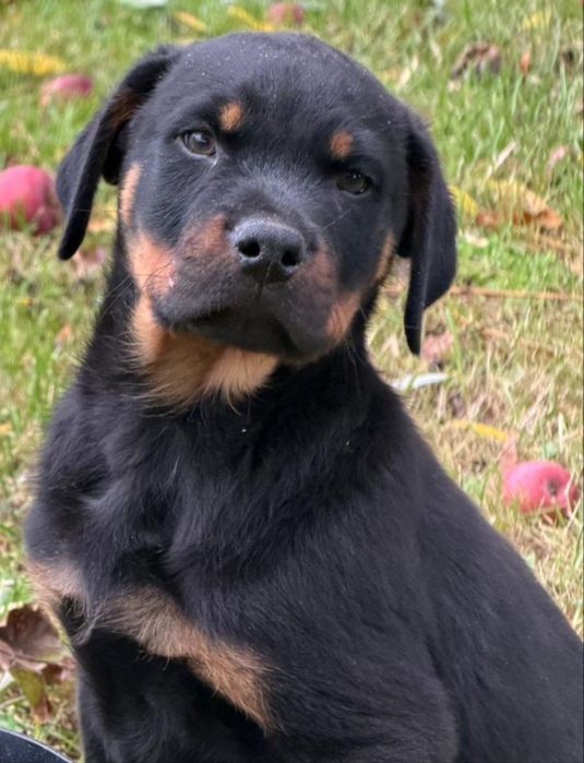 Szczeniak rottweiler