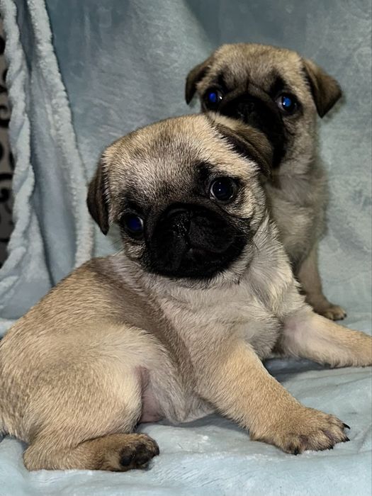 Шикані дівчатка 2.5 місяці