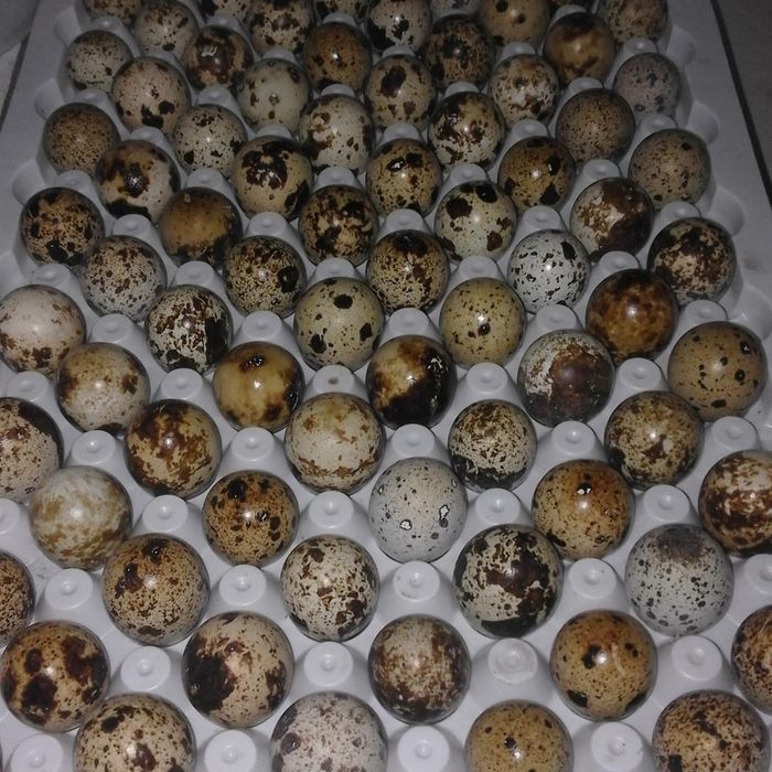 Перепела.яйцо.несушки