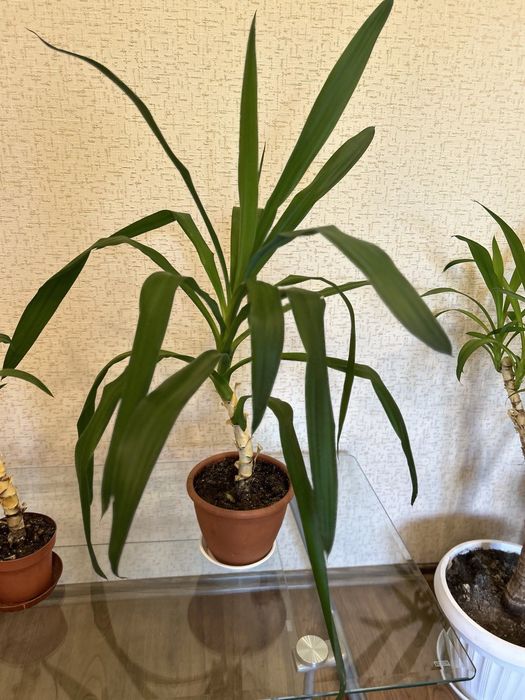 Юка кімнатна, 72 см