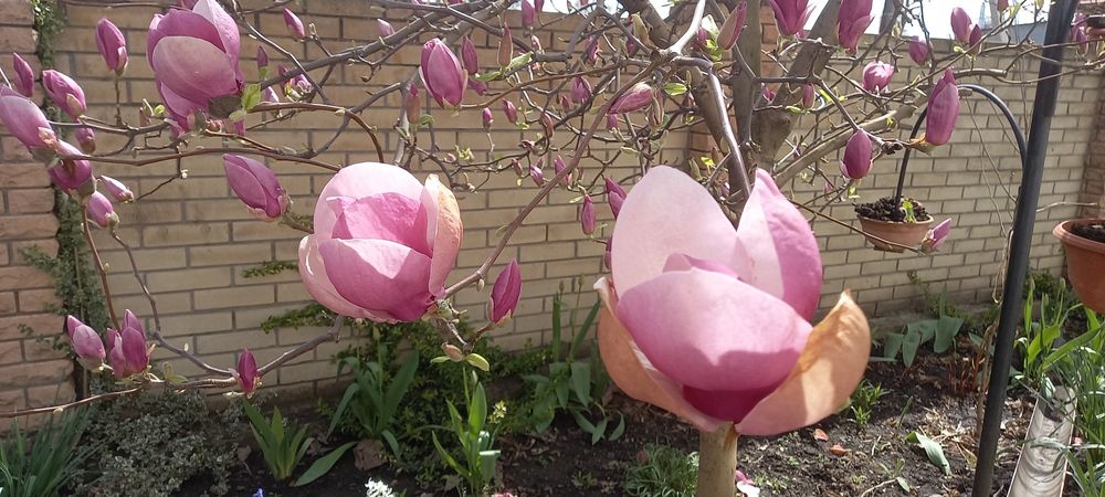 Магнолия Суланжа