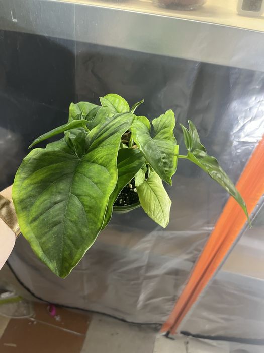 Syngonium emerald gem regres