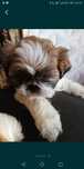 Szczeniak rasy Shih-Tzu