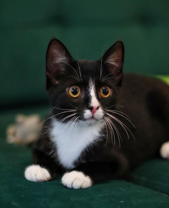 Czarna biała koteczka kotka mała młoda