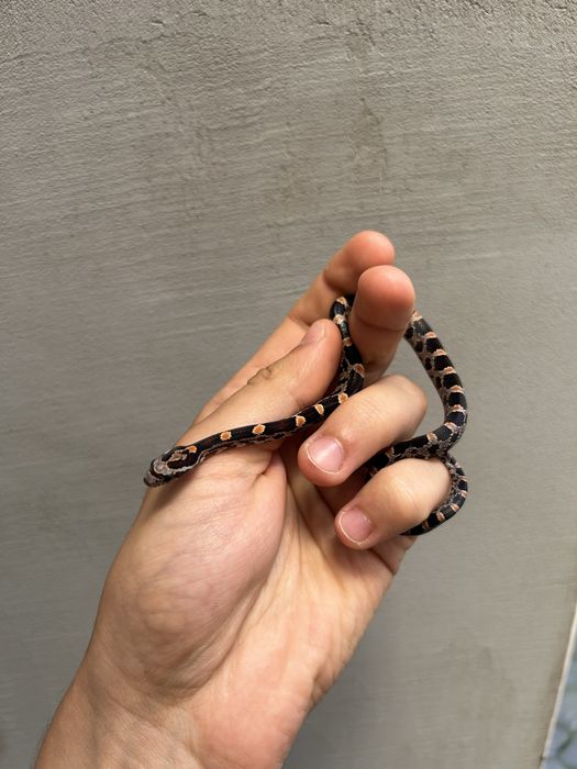 Wąż Zbożowy WZ42/2025 Samiec Okeetee poss het