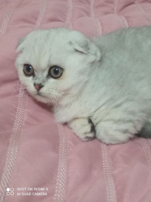 Шиншила-котик