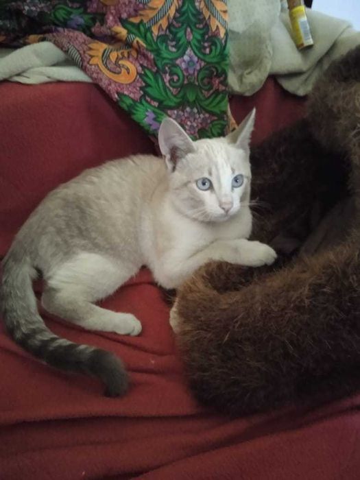 Молода породиста дуже гарна і розумна кішка .голубі очі