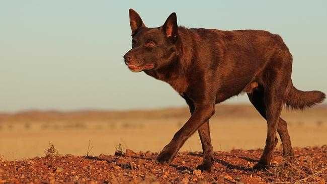 RED DOG - Uma História de Lealdade (Josh Lucas/Rachael Taylor)