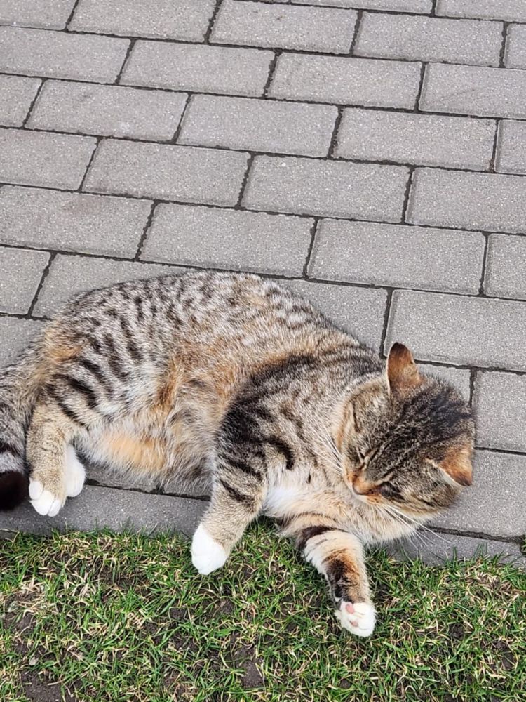 Przecudowny miziasty kocurek szuka miejsca!!