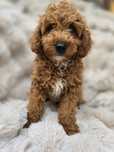 Maltipoo chłopiec gotowy do odbioru badania pudel toy
