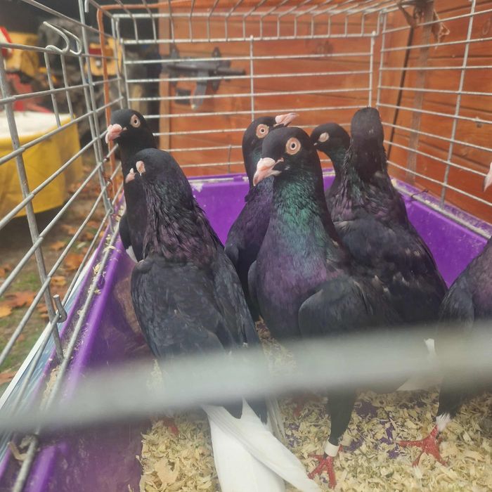 Wyszfance kończate czarne, czerwone