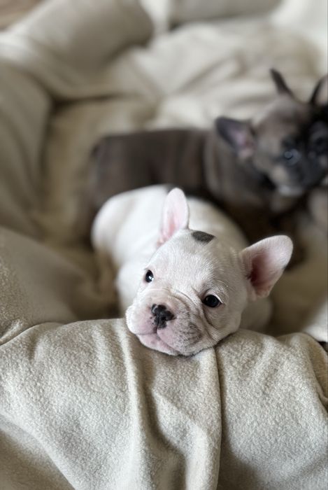 Buldog Francuski piesek