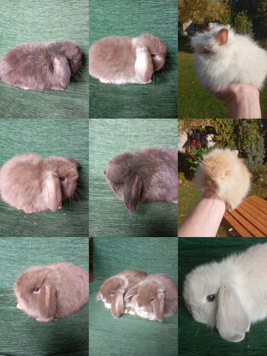 Króliczki mini lopy i karzełki Teddy