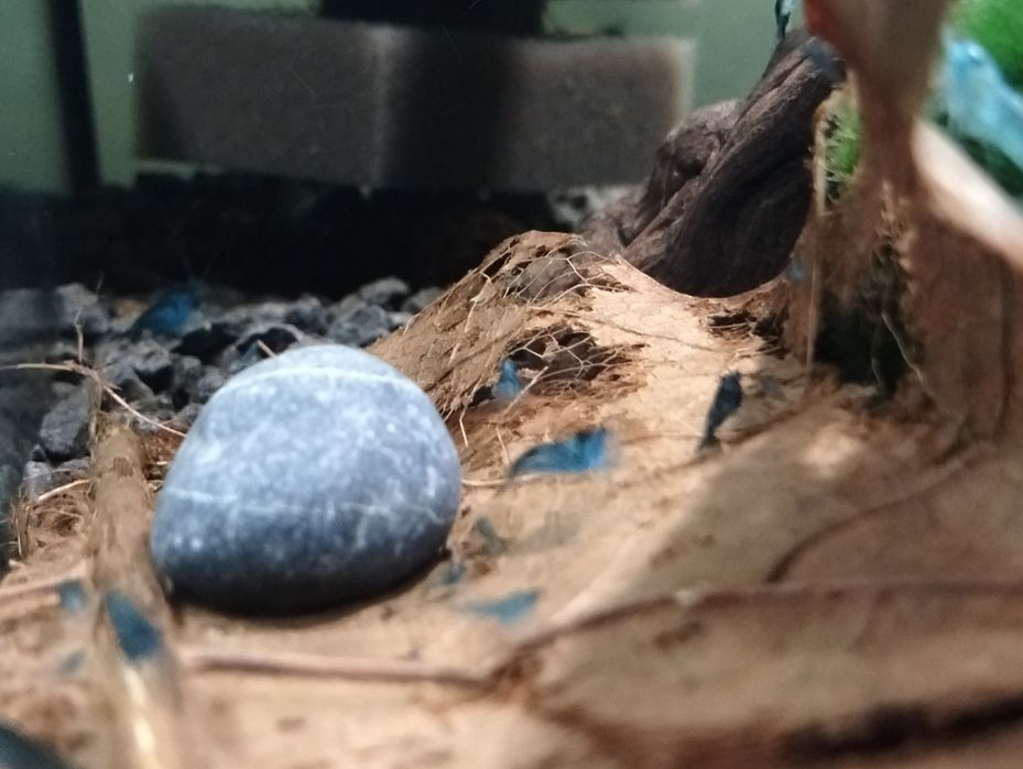 Krewetki neocaridina + jedzenie gratis