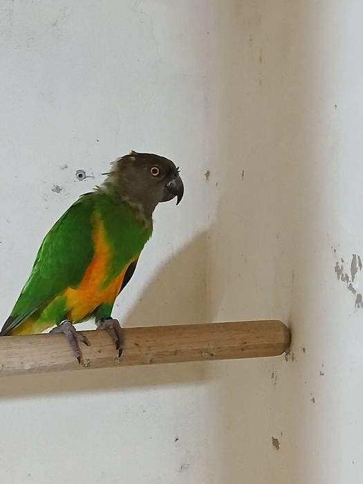 Papagaio do Senegal