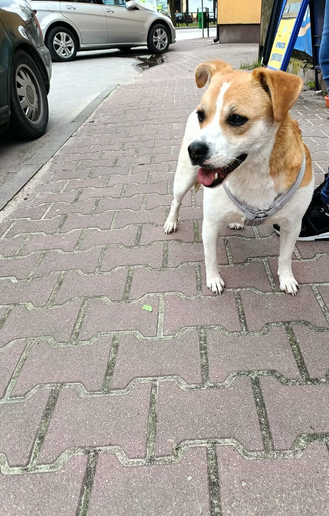 Słodki grubasek do adopcji, młoda sunia