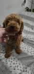 Pudel Miniaturowy  1.5 roczny samiec