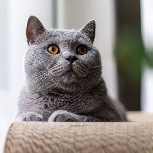 Kocur brytyjski oddam