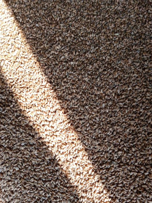 Pszenica ozima po centrali