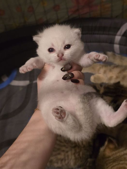 Котята, кошки , кот