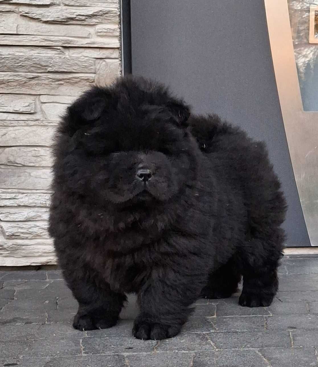 Chow chow szczeniak