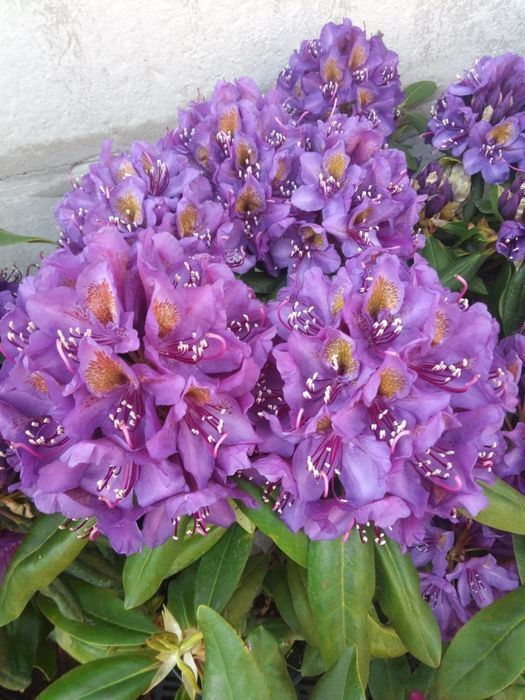 Саджанці рододендрона