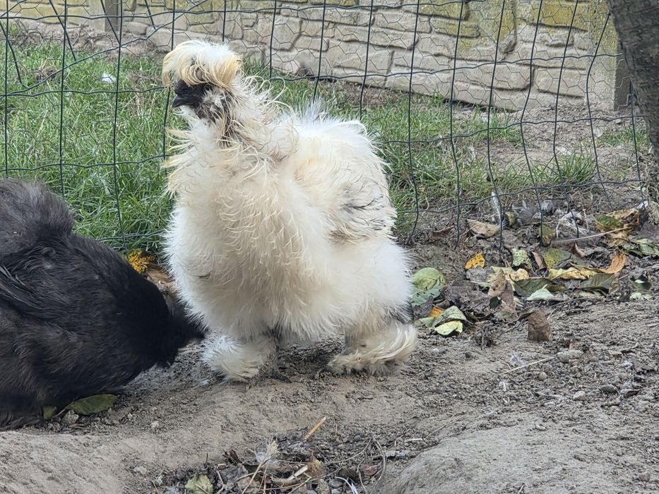 Kogut silka lokowany paint