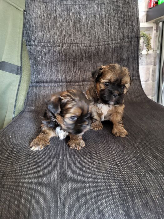 Shih tzu uroczy piesek