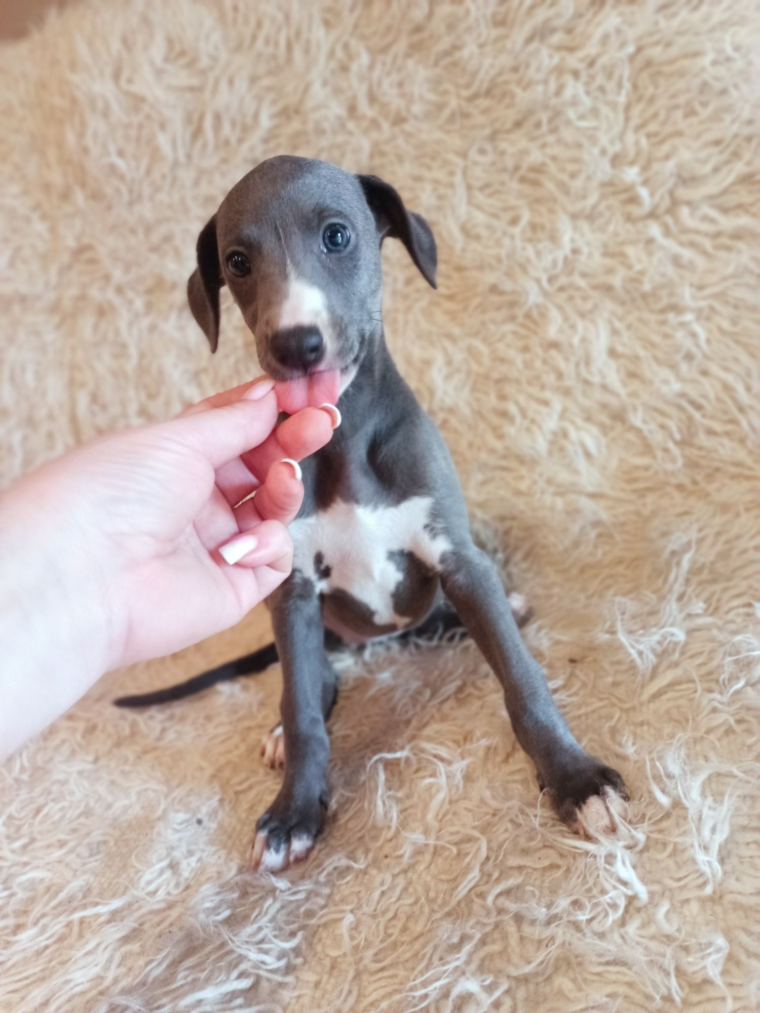 WHIPPET niebieskie ZKwP FCI