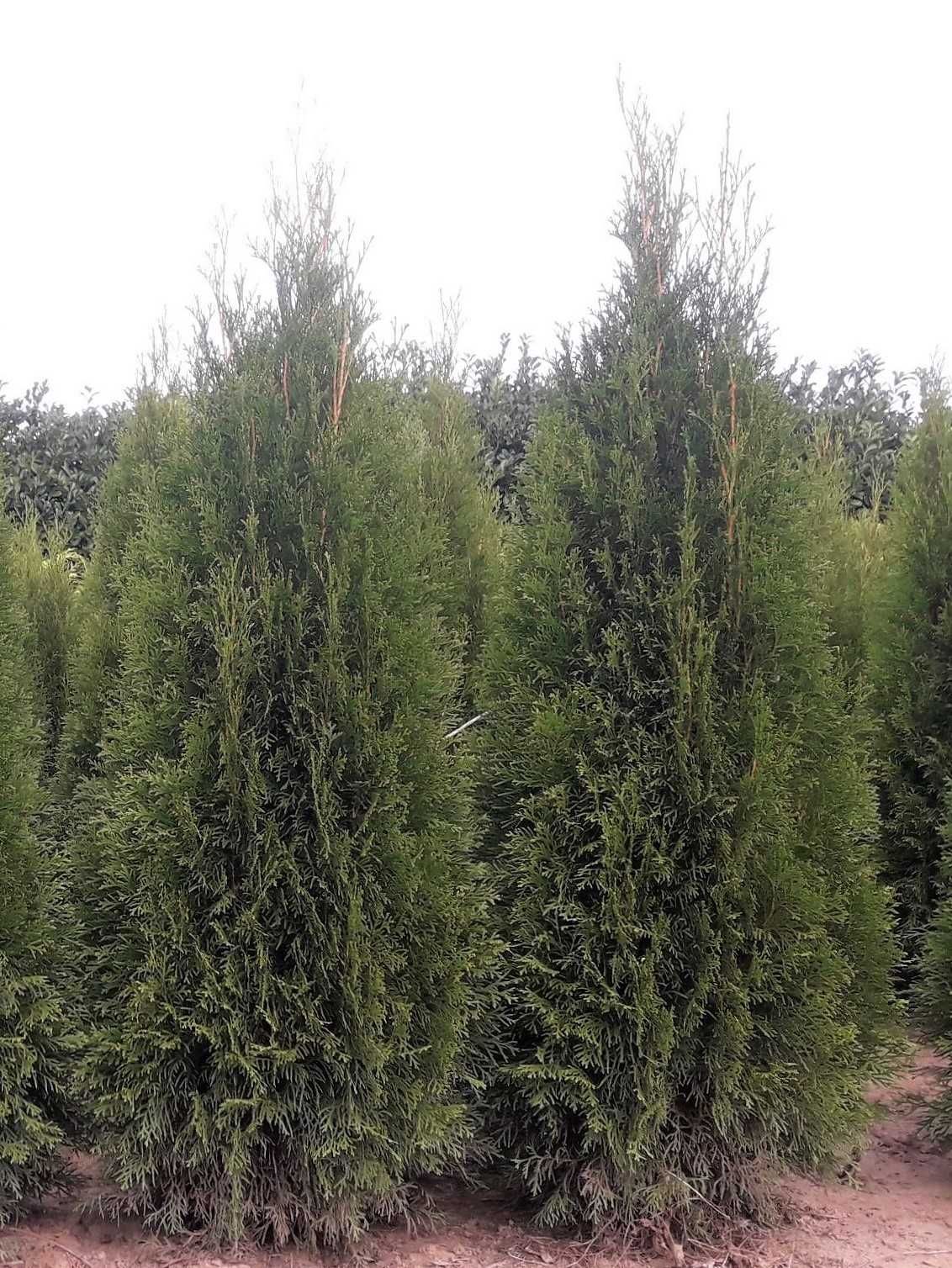 Thuja Smaragd 100,120,140,150,160 cm! Tuja Szmaragd! Tuje! Dowóz!