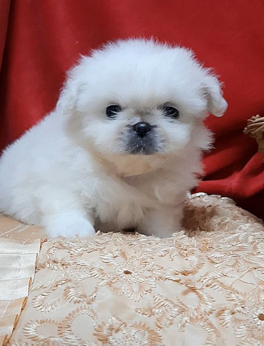 Белоснежная девчушка