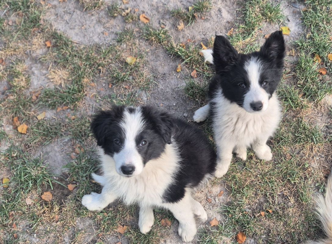 Border collie piesek gotowy do odbioru
