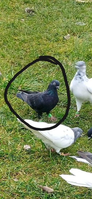 Tiplery zagłębiowskie okazja sprzedaż zamiana