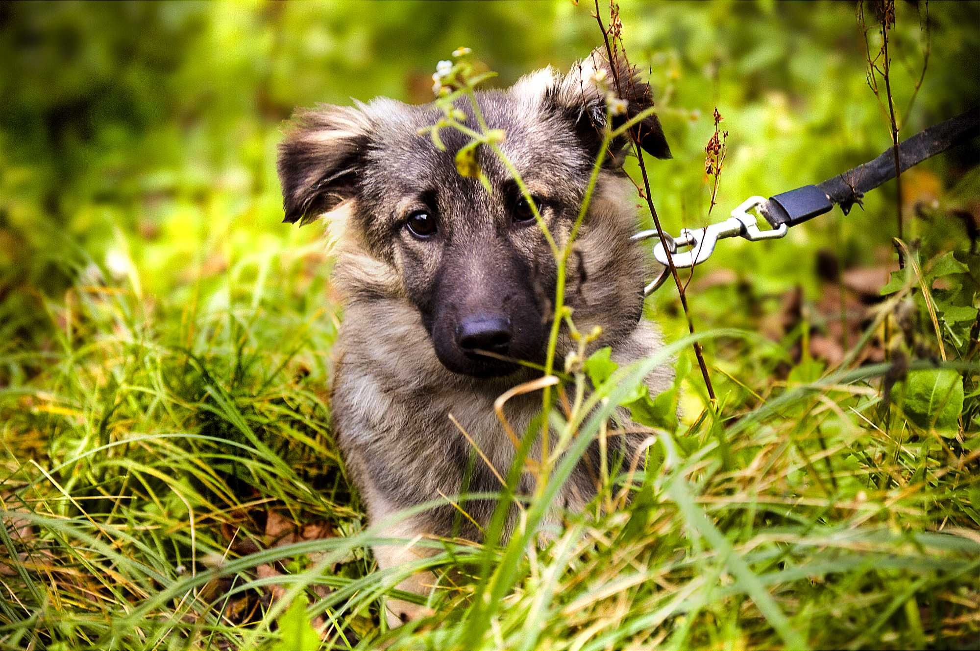 Dwa chłopaki słodziaki do adopcji!
