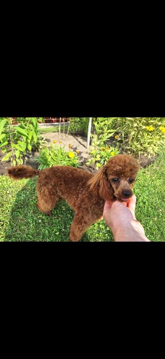 Suczka pudel toy FCI Redbrown