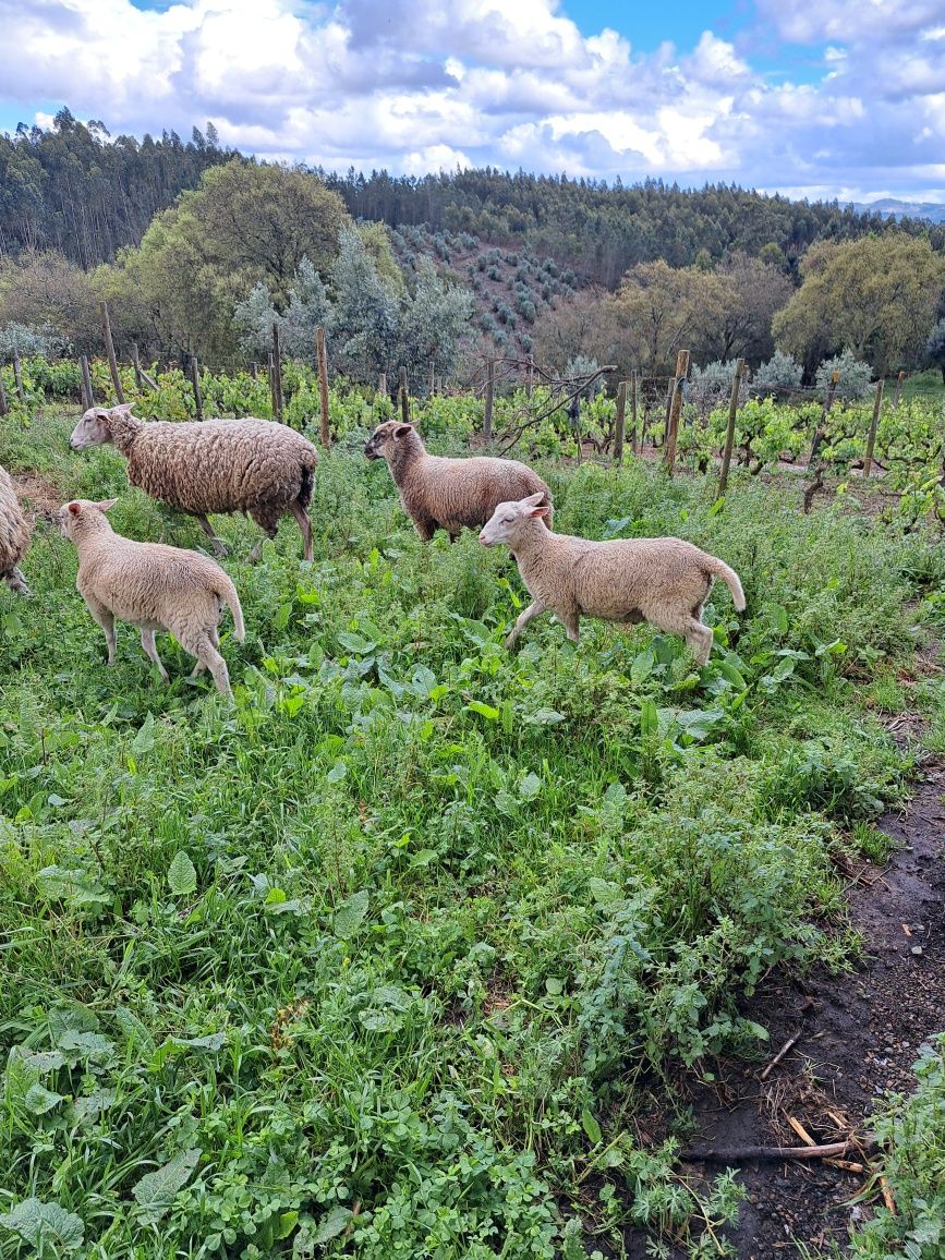 Borrego macho INRA 401 (Romane) 75% puro