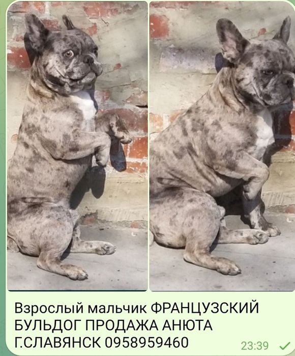 Французский бульдог мальчик