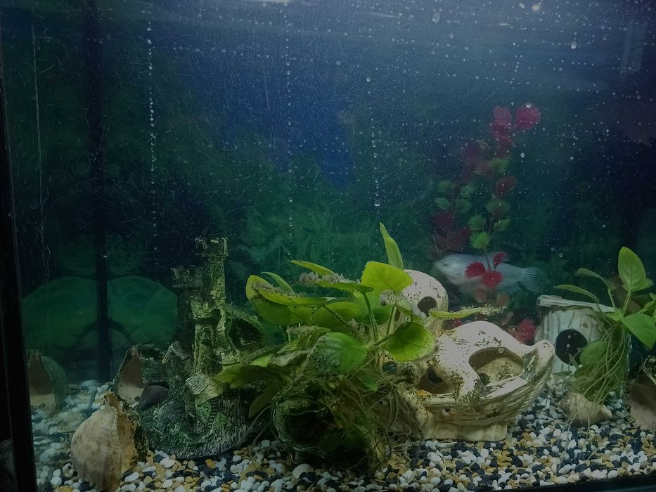 Акваріум 70 літрів