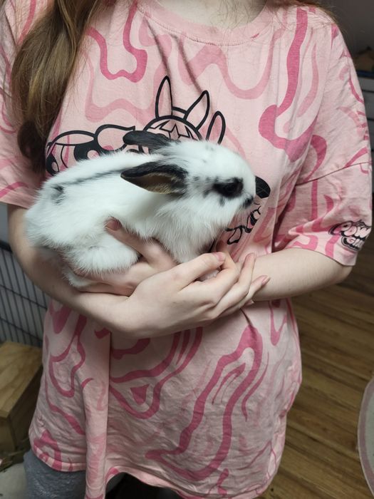 króliczek miniaturka