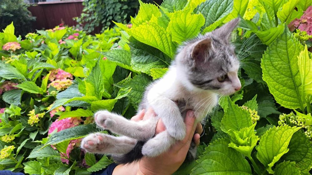 Franuś malutki kotek do adopcji