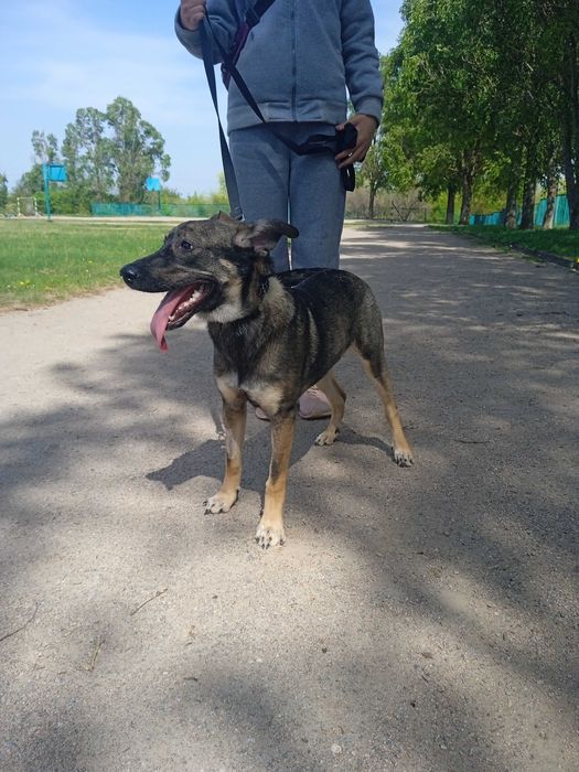 Срочно собаку в добрые руки