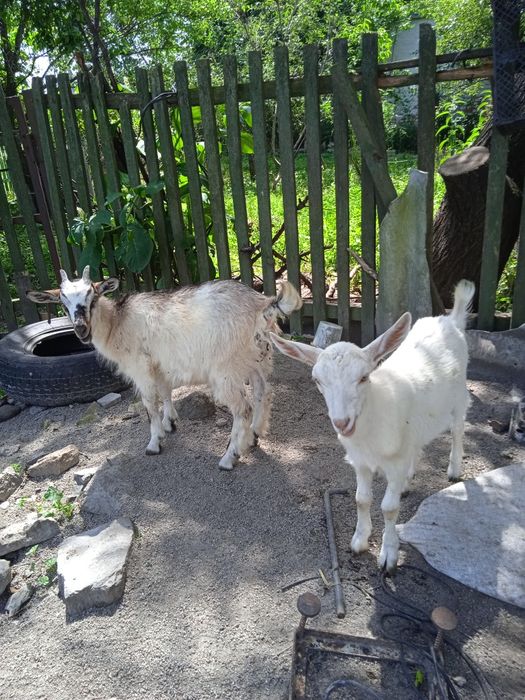 Козенята породисті