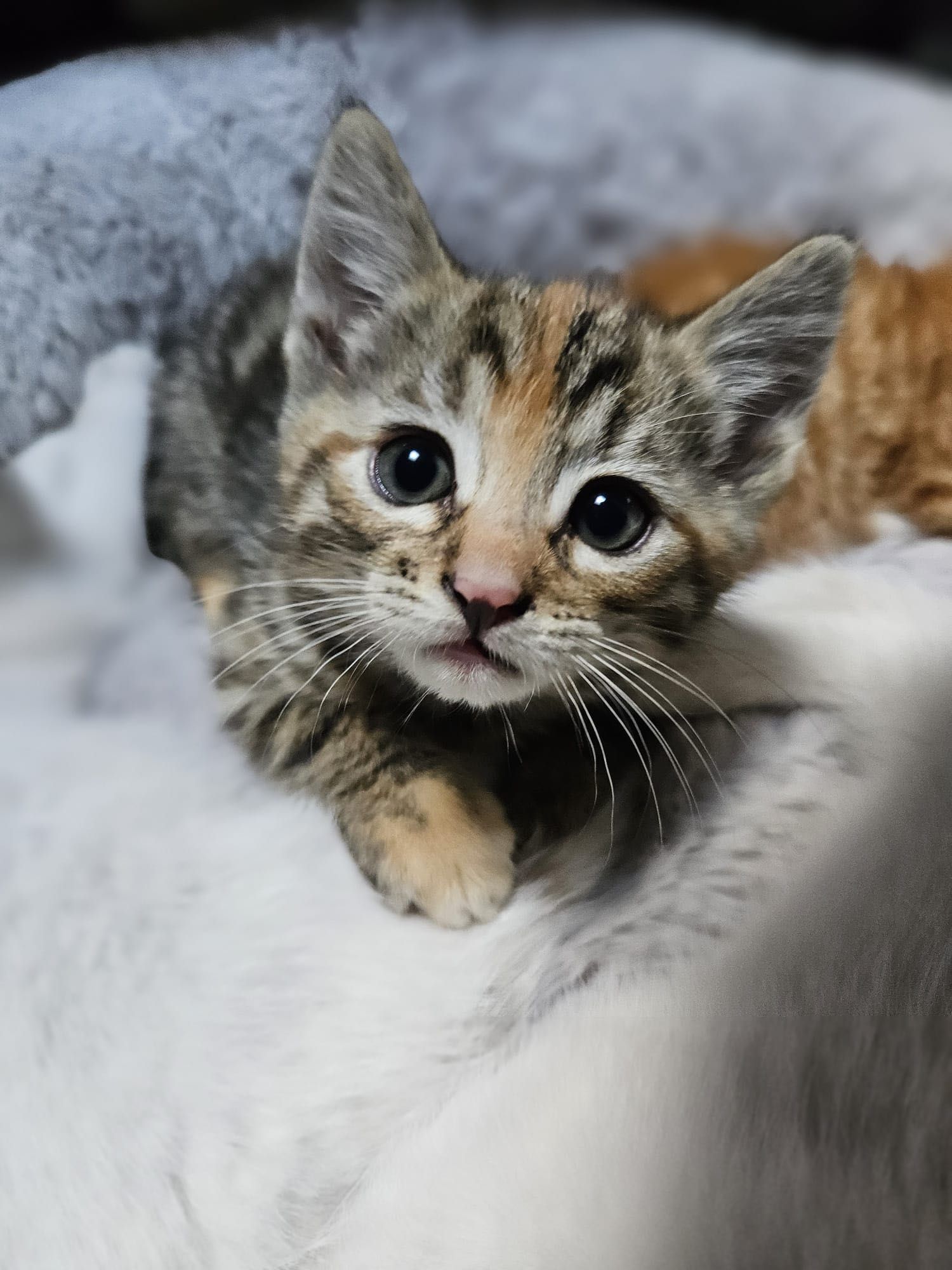 Małe słodkości do adopcji