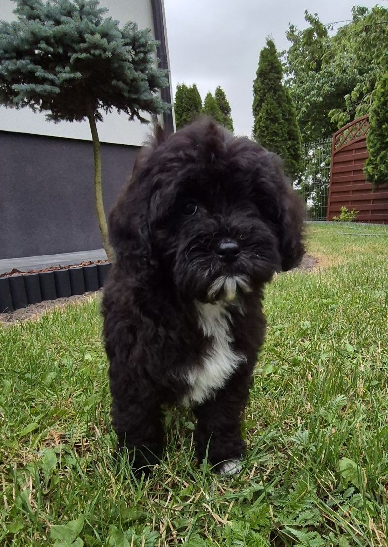 Shihpoo Samiec gotowy do odbioru