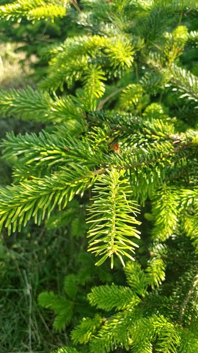 Gałązki drzew iglastych-stroisze