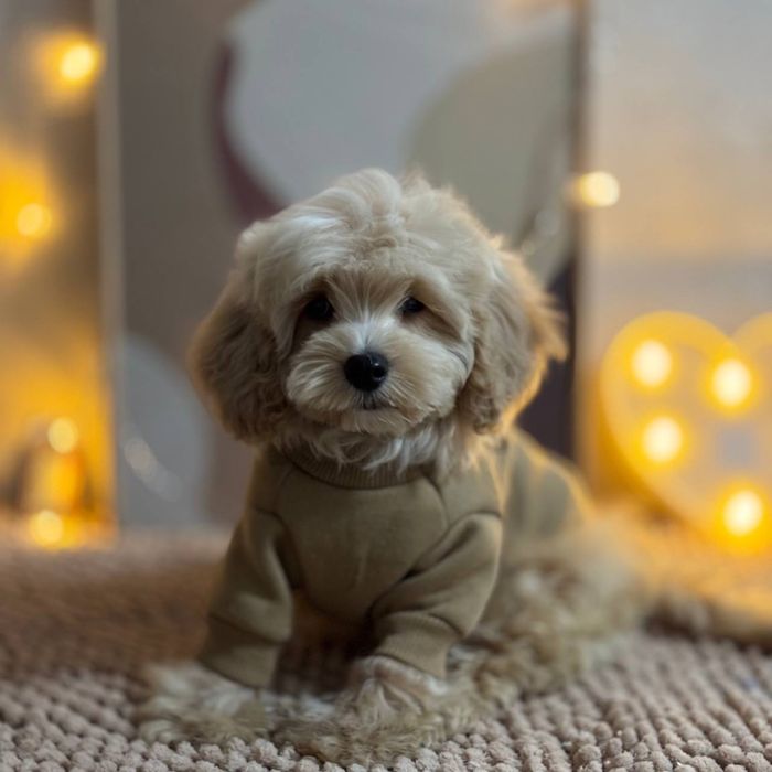 Мальтипу F1 — карамельный ангелочек