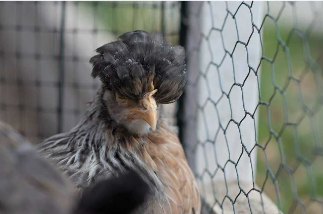 Jajka lęgowe, mixy kolorowe jajko, jaja lęgowe