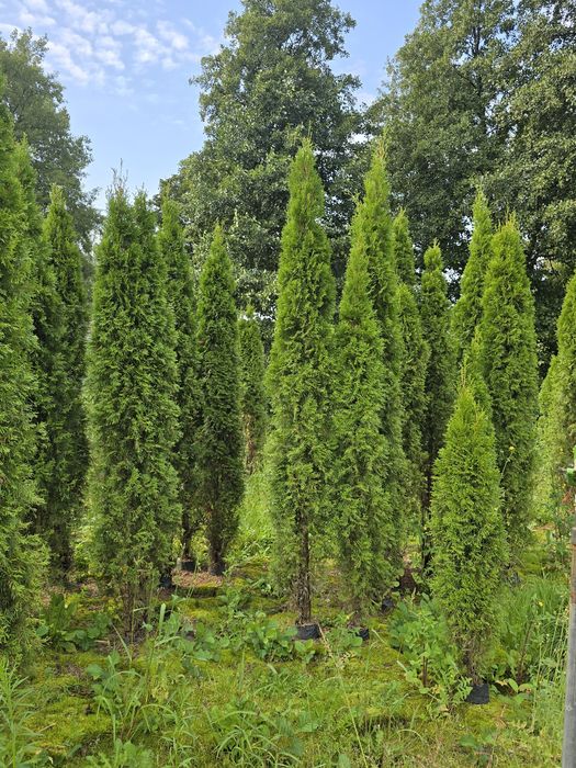 Tuja smaragd 200-250 cm tuje szmaragd thuje poznan thuja zywoplot
